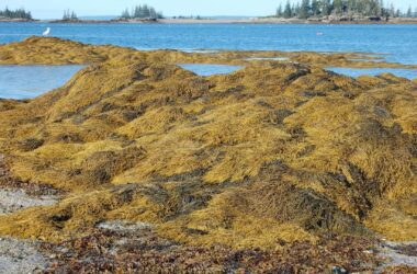 A large area of rocks covered by rockweed.