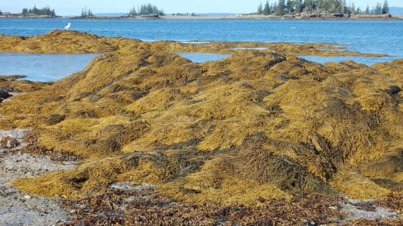 A large area of rocks covered by rockweed.