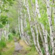 A forest of birch trees within Acadia National Park