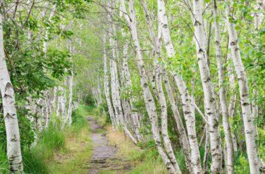 A forest of birch trees within Acadia National Park