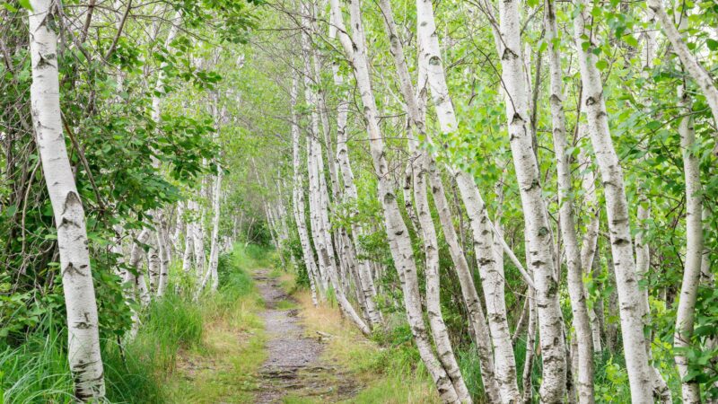 A forest of birch trees within Acadia National Park