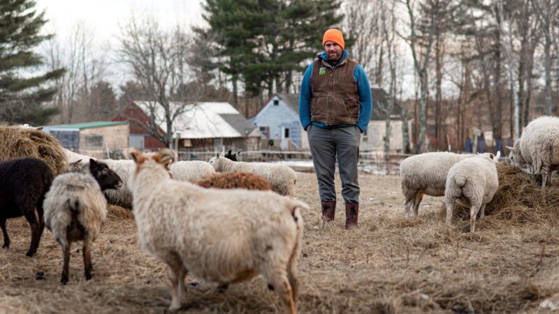 A farmer stands in a field amid his goats