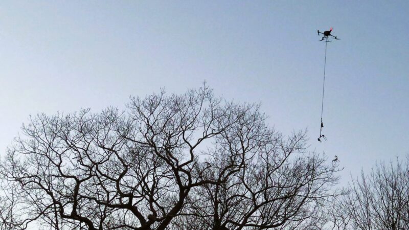 A drone with an electric clipper flies above trees infected with browntail moths