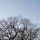A drone with an electric clipper flies above trees infected with browntail moths
