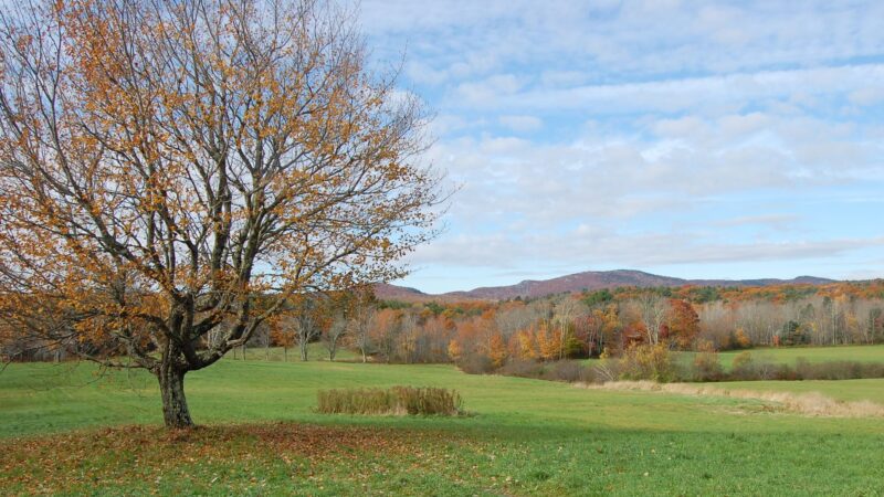 Many rows of trees and some mountaintops during the fall color-changing months