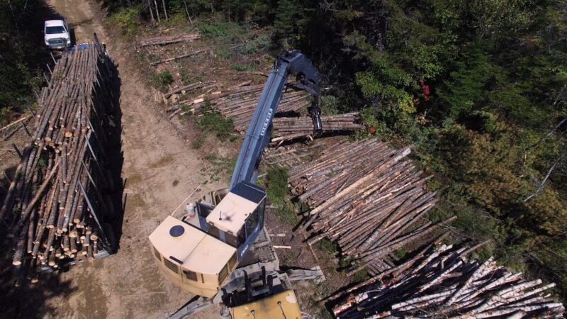 A crane grabs hold of logs from a large pile scattered on the edge of a forest and prepares to load them into a truck bed