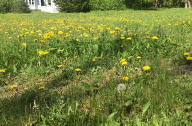 A lawn of grass that has not been mowed is filled with yellow flowers.