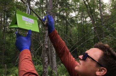 A college-aged scientist works to establish a trap for browntail moths