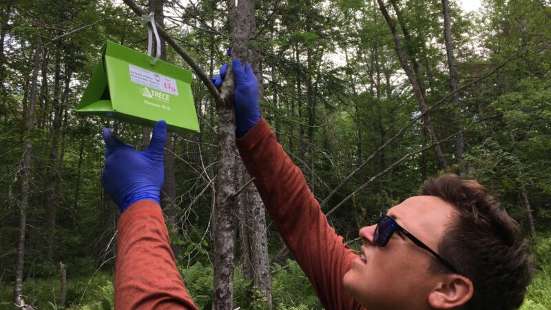 A college-aged scientist works to establish a trap for browntail moths
