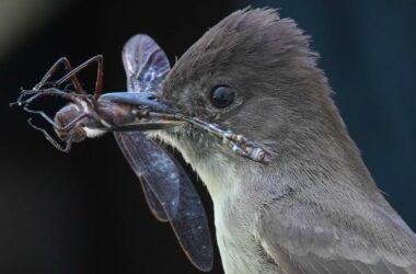 A bird holds a dragonfly in its beak