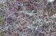 Magnified view of dryer lint