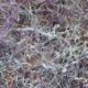Magnified view of dryer lint