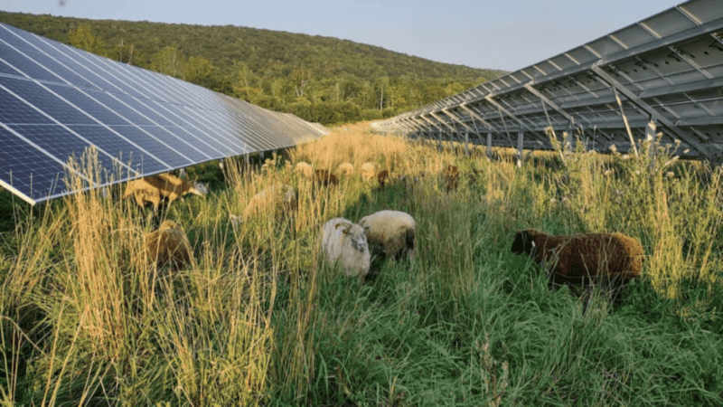 Sheep graze on grass between solar panels