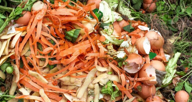 A compost pile of potato and carrot skins plus broken egg shells