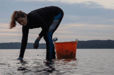 Amanda Moeser bends down to collect oysters from the water