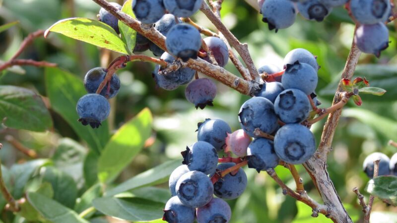 Ripe blueberries growing on a branch.