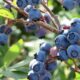 Ripe blueberries growing on a branch.