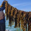 A man holds up a rope of kelp