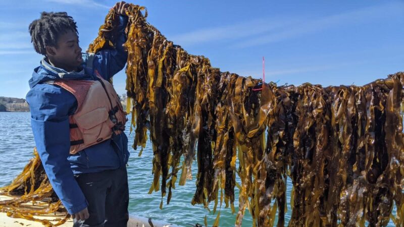 A man holds up a rope of kelp