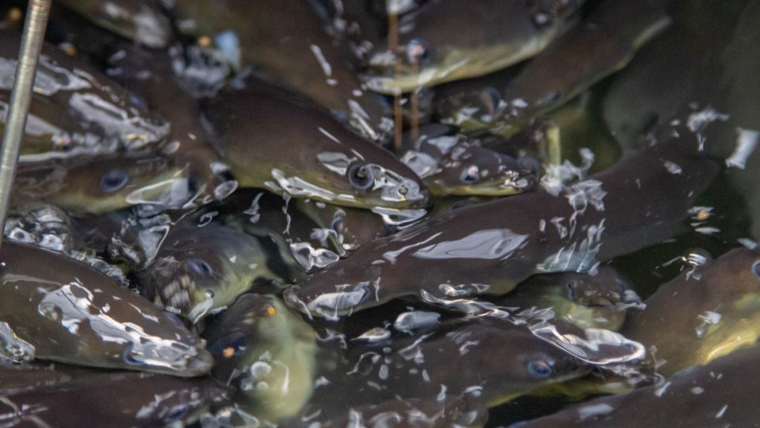 Meet the Maine woman that is the only glass eel farmer in the U.S.