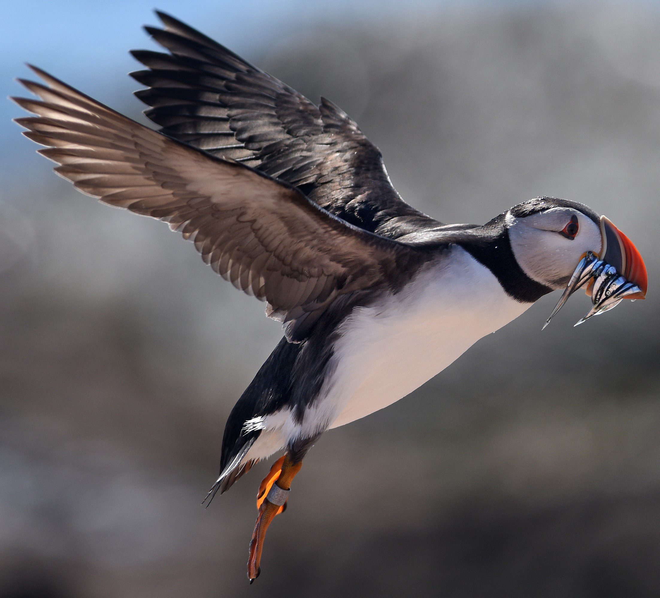 Meet Project Puffin's Seal Island Team!