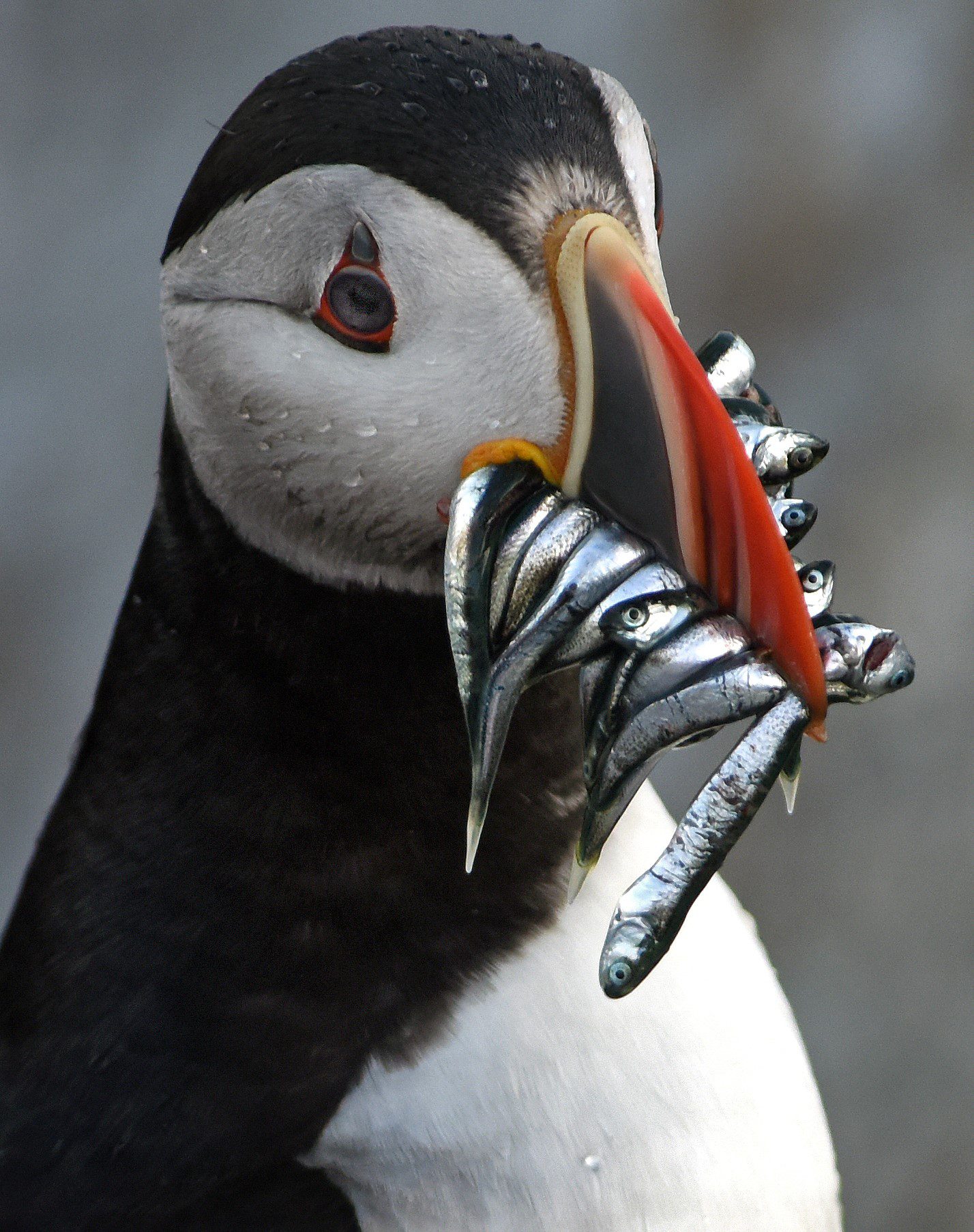 Half a dozen hake fish hang from the beak of a puffin