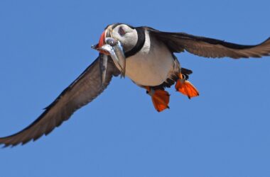 a puffin flies through the sky with fish in its beak