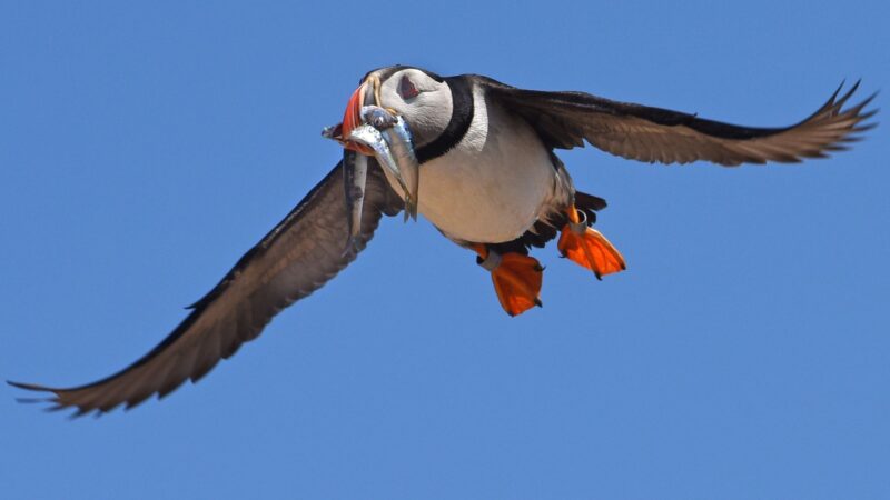 a puffin flies through the sky with fish in its beak