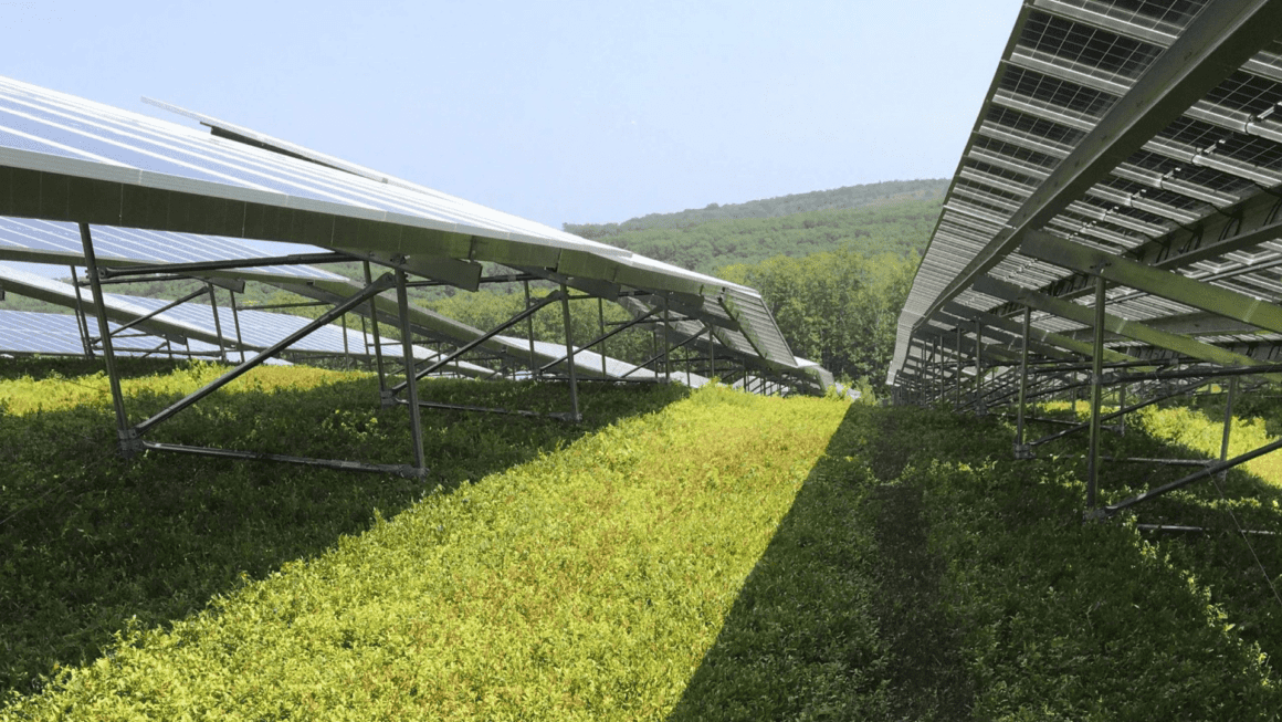 Solar panels placed amid a blueberry patch