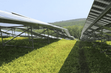 Solar panels placed amid a blueberry patch