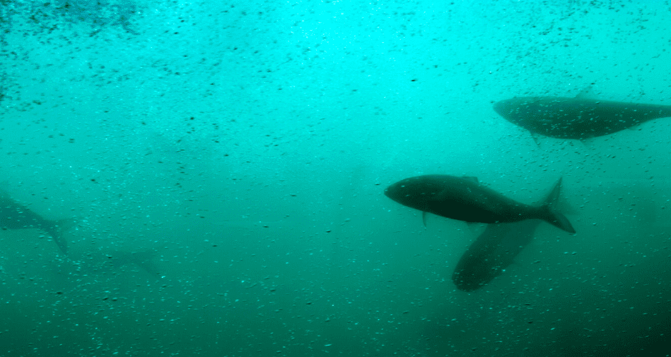 Underwater view of salmon swimming