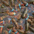 Many lobsters, wearing bands around their claws, in water