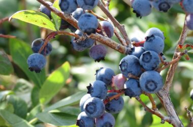 Ripe blueberries growing on a branch.