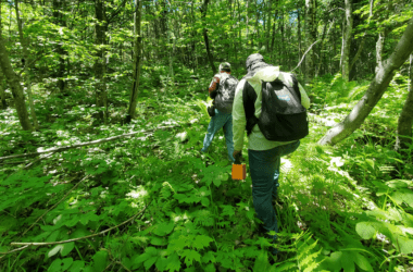 Two individuals walk through the woods.