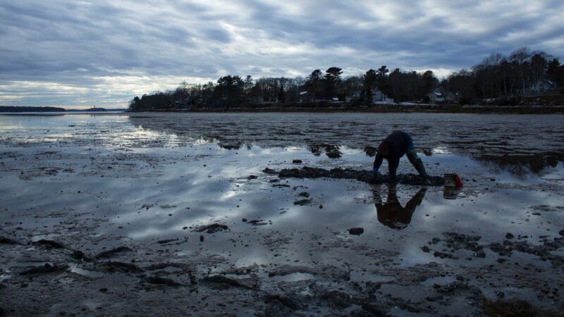 A clammer bends over while digging through a mudflat.