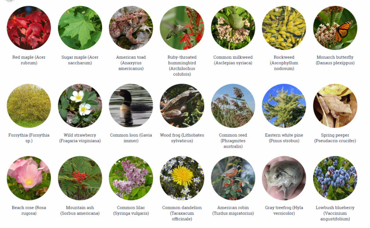 A screenshot of a webpage showing 21 different species that citizens can observe and report on.