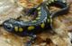 A black salamander with yellow spots.