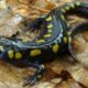 A black salamander with yellow spots.
