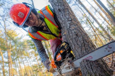 A woman wearing proper safety equipment uses a chainsaw to cut into a tree in a forest.