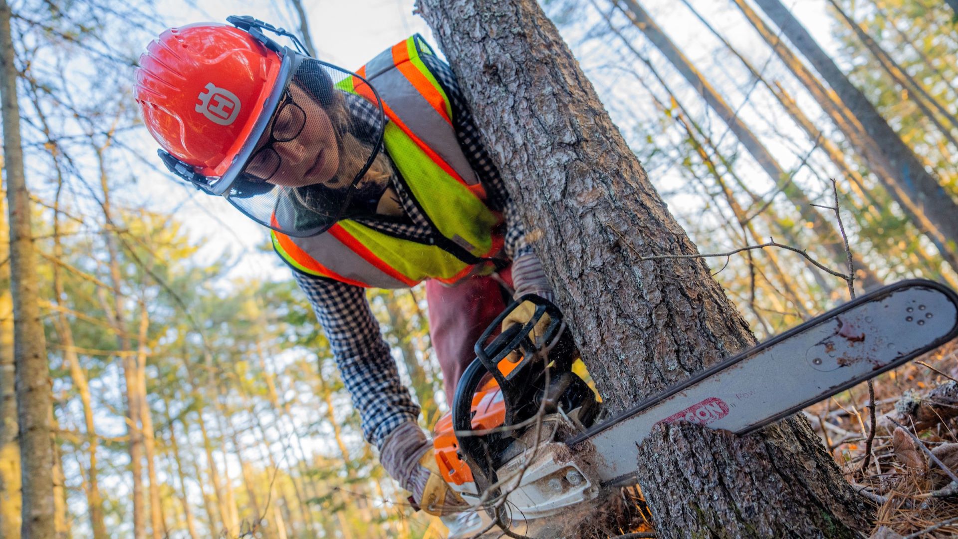 A woman wearing proper safety equipment uses a chainsaw to cut into a tree in a forest.