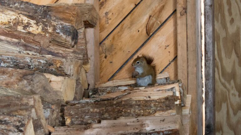 A brown squirrel sits perched atop a pile of wood inside a shed.