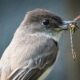 An Eastern phoebe holds a dragonfly in its beak.
