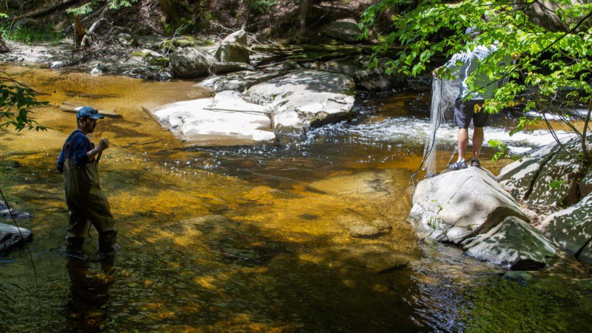Two men attempt to catch alewives that are swimming in the water. One man is holding a net.