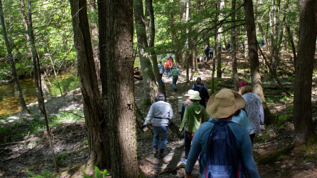 A group of hikers trek through a forest.
