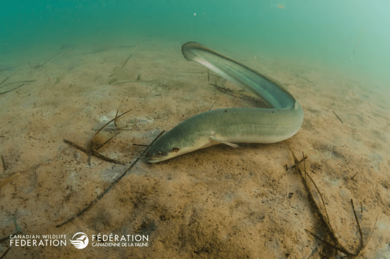 An eel swims at the bottom of the ocean floor.