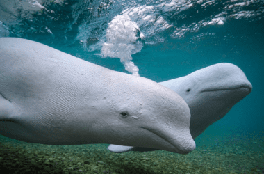 Two beluga whales swimming.