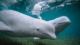 Two beluga whales swimming.