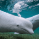 Two beluga whales swimming.