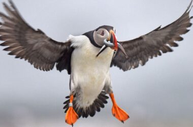 A puffin flies through the air with sand lance in its mouth.