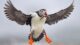 A puffin flies through the air with sand lance in its mouth.